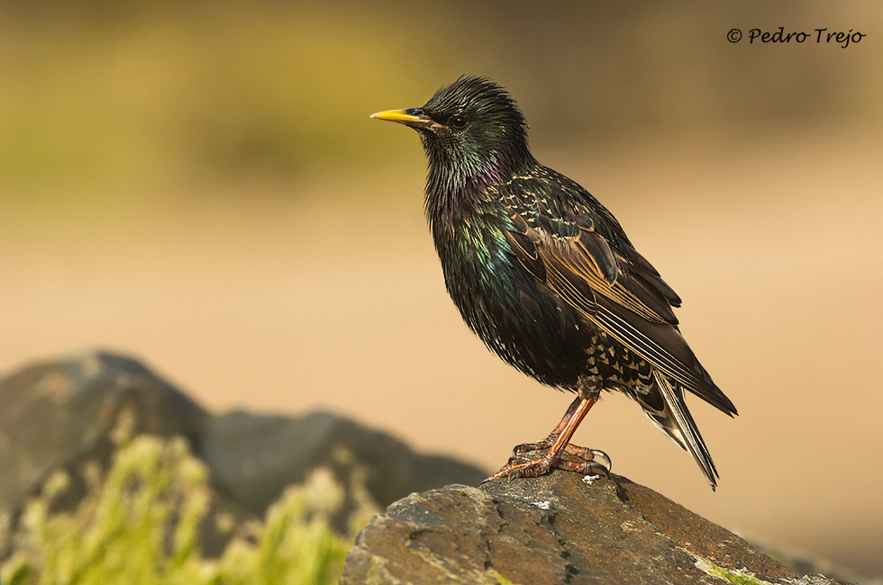 Estornino pinto (Sturnus vulgaris)